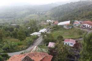 Denuncian deforestación y envenenamiento de la flora en Mérida