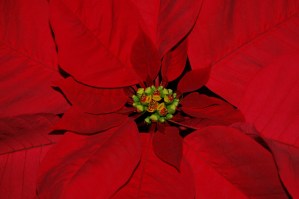 Historia y significado de la Flor de Navidad