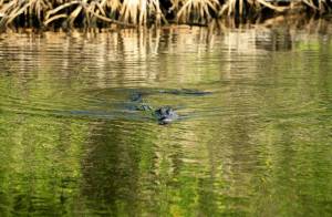 Ladrón escondido en laguna de Florida muere atacado por caimán
