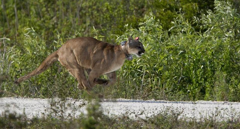 Aumentan las muertes de panteras de la Florida por arrollamiento