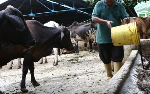 Sector ganadero trabaja con el 50% de cabezas de ganado necesarias