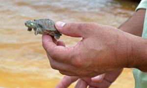 La Natividad llega a Islas Galápagos con la eclosión de huevos de tortugas