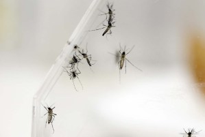 Ecuador detecta primeros casos de zika, que proceden de Colombia