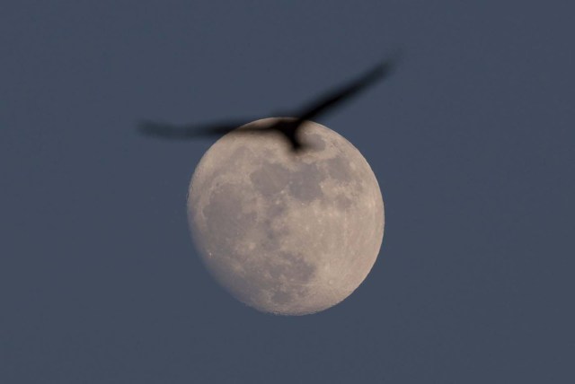 A Black Kite flies past the moon over a field near the southern city of Beer Sheva December 23, 2015.  REUTERS/Amir Cohen