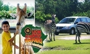 Lion Country Safari American Adventure una excelente opción para los pequeños de la casa en Miami