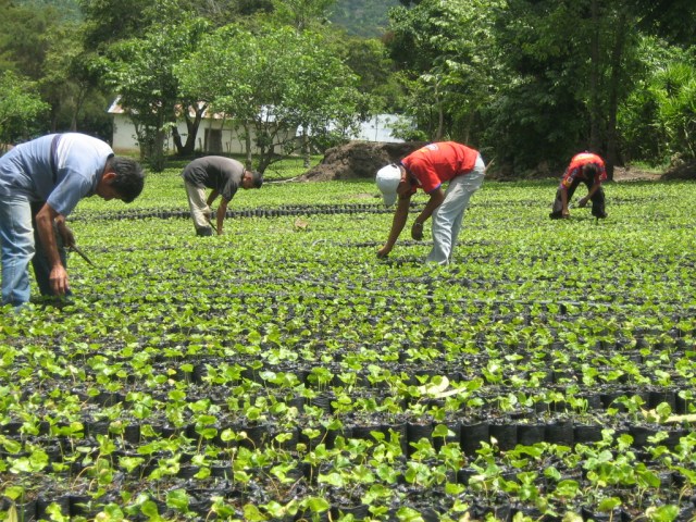 Agricultores agropecuario semillas