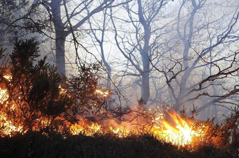 Declaran “alerta roja” en Chile por incendios forestales