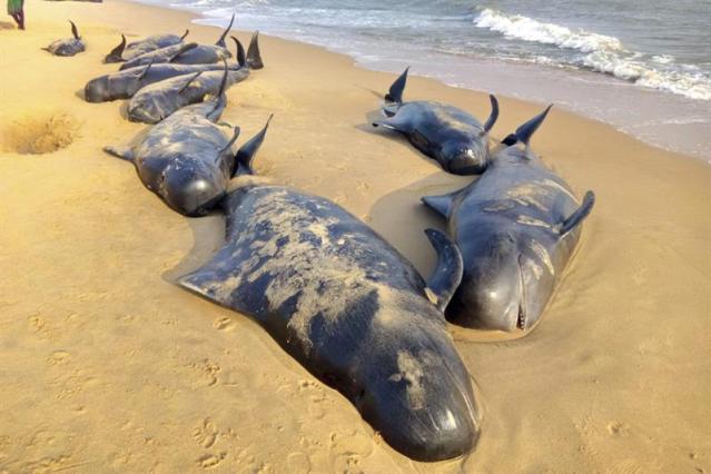 Ballenas piloto yacen sobre la arena de una playa tras quedar varadas cerca de Titicorin, en Tamil Nudu (India), el 12 de enero de 2016. Alrededor de 50 ballenas piloto quedaron varadas en la pasada noche en las playas de varios pueblos costeros en el estado de Tamil Nadu. Al menos cuatro de ellas resultaron muertas, según fuentes del gobierno local. EFE/Str