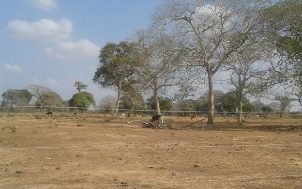 Sequía arrasa con producción de carne y leche en Zulia
