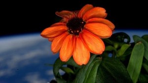 La primera flor que crece en el espacio (fotos)