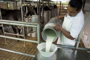 Consumo de leche en Venezuela se encuentra por debajo de límite recomendado por la FAO