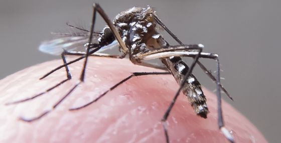 Fiebre, conjuntivitis y sarpullido, los síntomas que alertan la presencia del zika en las regiones del país