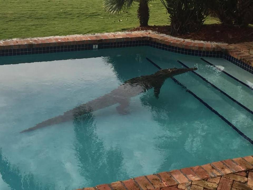 Encontró un cocodrilo de más de dos metros en su piscina (foto)