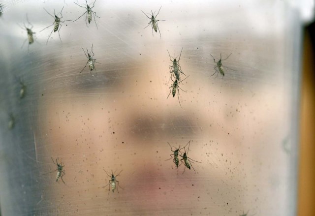 En esta imagen del 18 de enero de 2016, una investigadora sostiene un envase con mosquitos hembra de la especie Aedes aegypti en el Instituto de Ciencias Bioméricas en la Universidad de Sao Paulo, en Sao Paulo, Brasil. El mosquito es un vector de transmisión del virus del zika. El gobierno brasileño anunció que dirigirá fondos a un centro de investigación biomédica para desarrollar una vacuna contra el virus del zika, relacionado con problemas cerebrales en bebés. (AP Foto/Andre Penner)