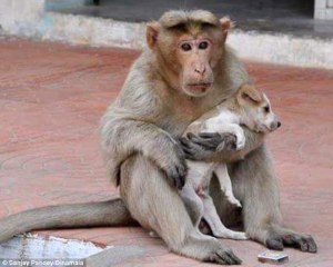 La historia del mono que adoptó a un perrito (Fotos)