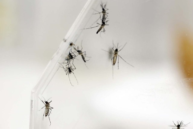 BOG600- BOGOTÁ (COLOMBIA), 8/12/2015.- Fotografía de archivo del 15 de octubre de 2014 de varios mosquitos Aedes Aegypti en el laboratorio del departamento de Entomología del Centro para el Control y Prevención de las Enfermedades (CDC), en San Juan (Puerto Rico). El zika sigue su propagación por América, con el reporte de los primeros casos en Venezuela y Panamá, mientras las autoridades mantienen la alerta, especialmente por la sospecha de que un aumento de los casos de microcefalia en países como Brasil puede estar vinculado al virus de esa enfermedad, causada por el "Aedes aegypti", mosquito transmisor también del dengue, el chikunguña. EFE/ARCHIVO/Thais Llorca