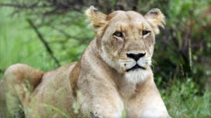 Tres acusados por dejar escapar a una leona en Dubai