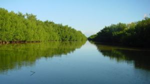 Ecosistema de la Laguna de Tacarigua está en peligro