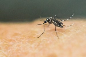 Brasil llama a América Latina a unirse en el combate del zika