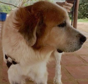 Murió Nevado, el perro que le regalaron a Chávez