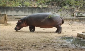 Falleció Pedro, el hipopótamo más antiguo de Venezuela