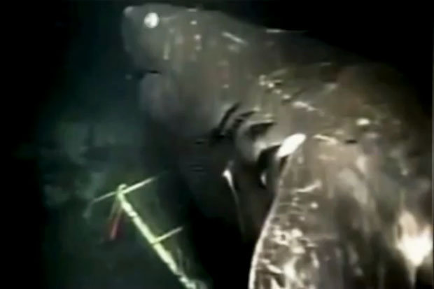 Se encuentra Megalodón vivo en la fosa de las marianas, ubicada en las costas de Japón