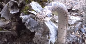 Una serpiente de tres metros fue sorprendida en un supermercado de Australia (VIDEO)