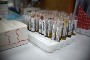 Desarrollan las primeras vacunas contra el zika efectivas en animales