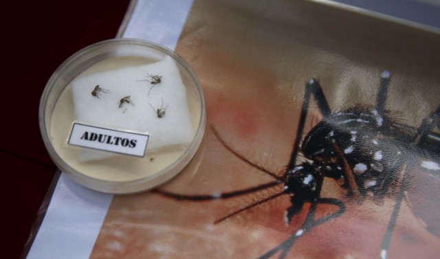 Specimens of Aedes aegypti mosquito are exhibited during a campaign to raise awareness of preventing the entry of the Zika virus into the country, at the Health Ministry in Lima, Peru January 27, 2016. The Peruvian Health Ministry is organising a campaign to help prevent the spread of the Zika virus and other mosquito-borne diseases. REUTERS/Mariana Bazo