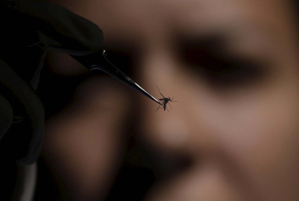 A technician of Oswaldo Cruz Foundation (Fiocruz) inspects an Aedes aegyti mosquito in Recife, Brazil, January 27, 2016. Health authorities in the Brazilian state at the center of a rapidly spreading Zika outbreak have been overwhelmed by the alarming surge in cases of babies born with microcephaly, a neurological disorder associated to the mosquito-borne virus.  REUTERS/Ueslei Marcelino