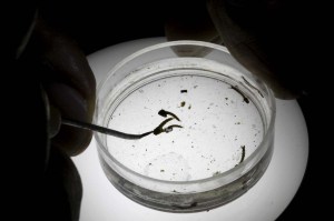 Quinto caso de zika en Argentina en paciente que viajó a Brasil