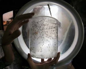 Intensifican combate a Aedes aegypti en urbe más afectada por zika en Brasil
