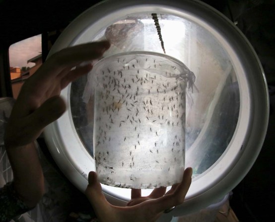 Genetically modified male Aedes aegypti mosquitoes are released in a neighborhood in the city of Piracicaba, Brazil, January 28, 2016. Oxitec, the UK subsidiary of U.S. synthetic biology company Intrexon, hopes to deploy a self-limiting genetically modified strain of insects to compete with normal Aedes aegypti. REUTERS/Paulo Whitaker