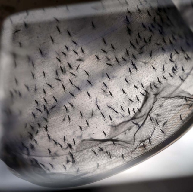Genetically modified male Aedes aegypti mosquitoes are reflected in the screen of a tablet before they are released in a neighborhood in the city of Piracicaba, Brazil, January 28, 2016. Oxitec, the UK subsidiary of U.S. synthetic biology company Intrexon, hopes to deploy a self-limiting genetically modified strain of insects to compete with normal Aedes aegypti. REUTERS/Paulo Whitaker