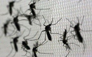 Declaración de la OMT actualizada sobre el virus del Zika 