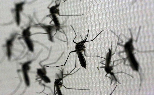 Aedes aegypti mosquitoes are seen inside Oxitec laboratory in Campinas, Brazil, February 2, 2016. REUTERS/Paulo Whitaker