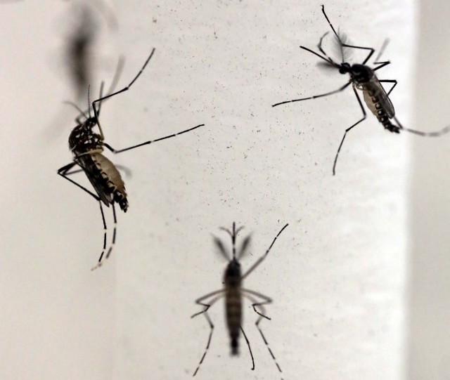 Aedes aegypti mosquitoes are seen inside Oxitec laboratory in Campinas, Brazil, February 2, 2016. REUTERS/Paulo Whitaker