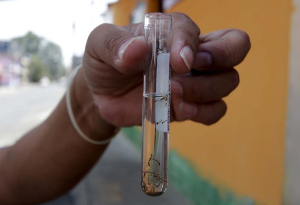 A municipal health worker shows off a test tube with larvae of Zika virus vector, the Aedes aegypti mosquito, as part of the city's efforts to prevent the spread of the Zika, in Guatemala City, Guatemala, February 2, 2016. REUTERS/Josue Decavele