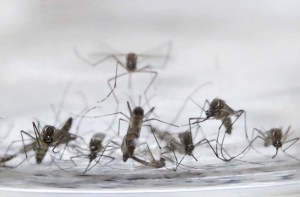 Francia restringe donaciones de sangre de viajeros para evitar el zika