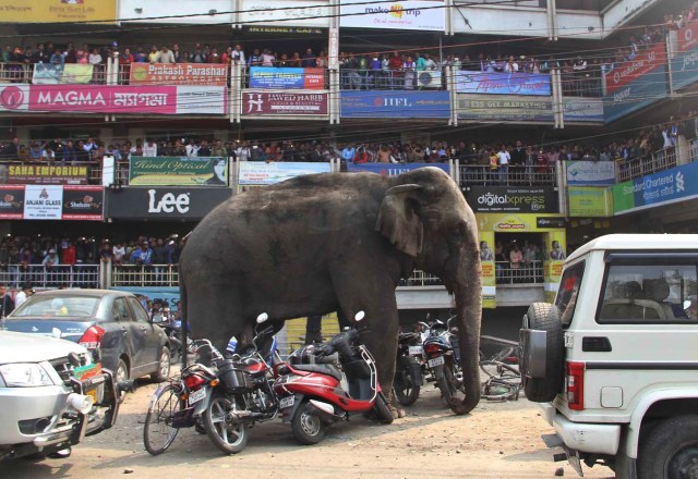 Un elefante salvaje campa a sus anchas por una localidad del oeste de India hasta que las autoridades lograron dispararle un tranquilizante, en Siliguri. Bengala Occidental, el 10 de febrero de 2016. (Foto AP)