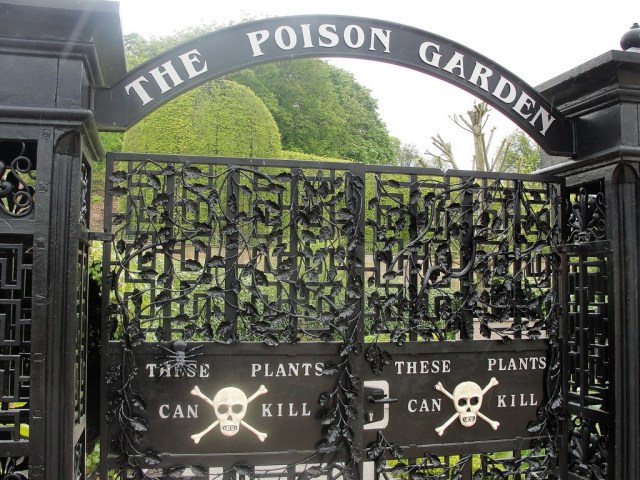 El Alnwick’s Poison Garden está lleno de plantas venenosas, como la nuez vómica, la cicuta, la digital, y también destacan las plantas de coca, cannabis y la adormidera papaver somniferum.