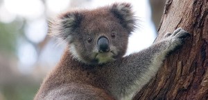La brutal pelea de dos koalas que paralizó el tráfico en una carretera (video)