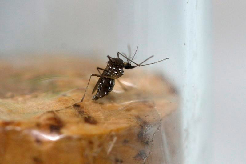 Primera semana de año dejó nueve casos sospechosos de zika en Paraguay
