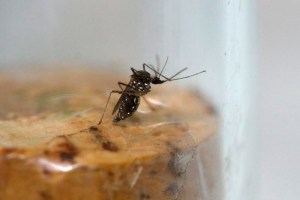 Investigan 14 casos de zika posiblemente transmitido por vía sexual