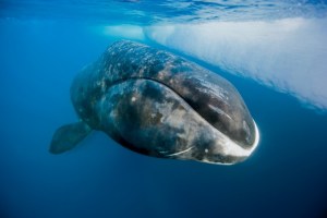 Ballena de más de 200 años todavía nadan en el mar (Video)