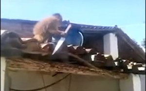 Un mono borracho siembra el pánico al perseguir a clientes de un bar con un cuchillo