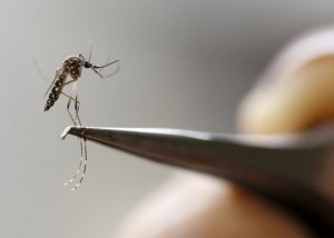 FAO cree que falta investigar más esterilización de mosquitos frente a zika
