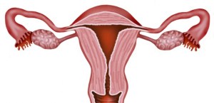 Estudian si la extirpación de las trompas de Falopio previene el cáncer de ovario