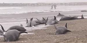 FOTOS: Hallan 23 delfines muertos en playas de Argentina