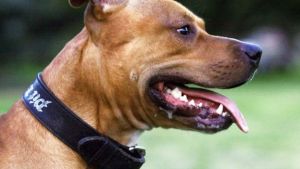 Una ciudad canadiense aprueba ley que prohíbe adoptar perros pitbull